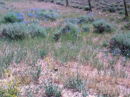 Blue Flax.